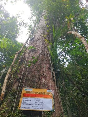 Meranti Kuning