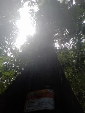 Arang-Arang