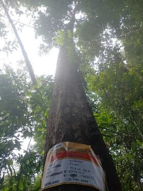 Medang jahe