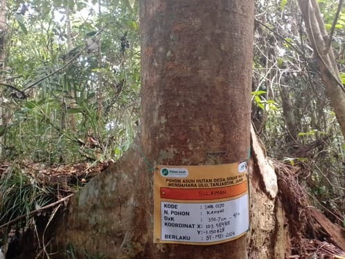Manggis Hutan