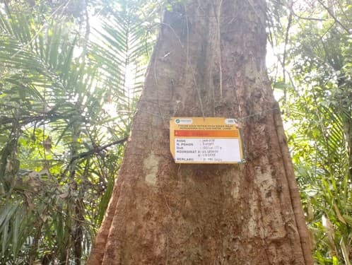 Meranti Batu