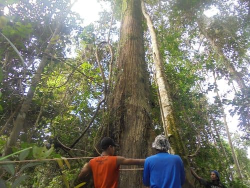 Meranti Batu