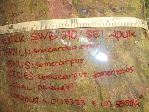 Medang Kuning