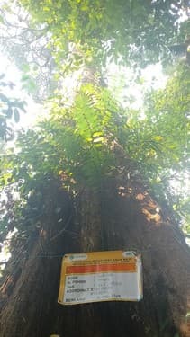Medang Jambu