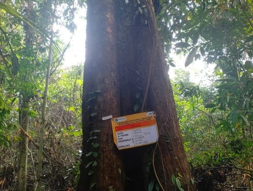 Durian Hutan