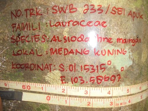 Kecapi