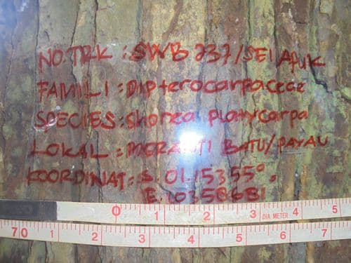 Meranti Batu