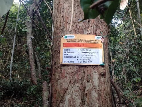 Medang Jahe