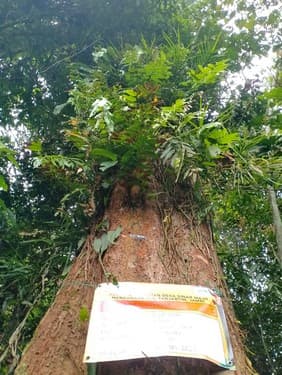 Samak Dayak