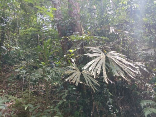 madang