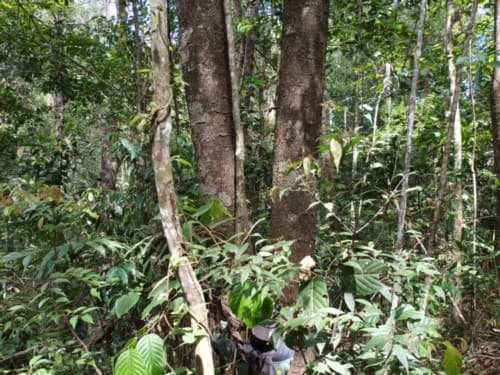 kasiah baranak