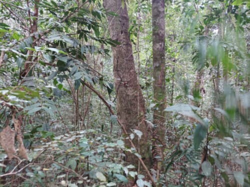 paniang paniang