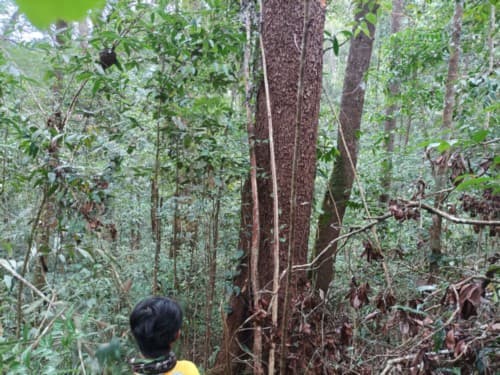 kasiah baranak