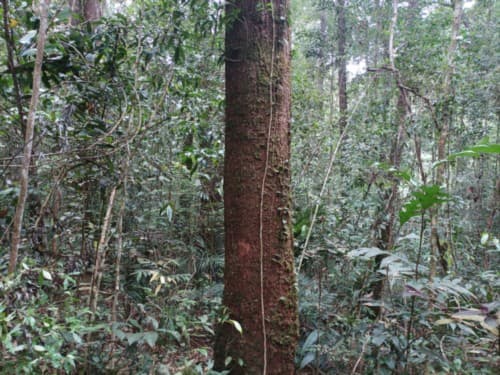 tembesu