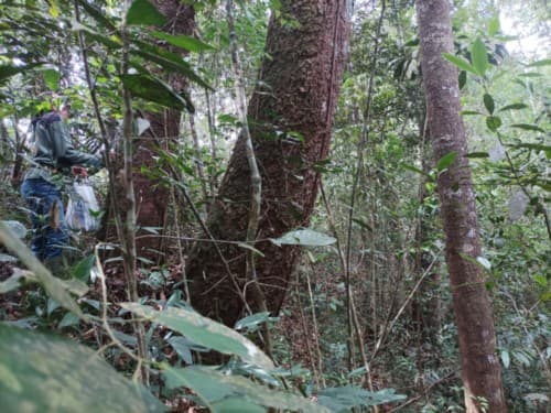 tembesu