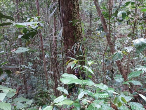 tembesu