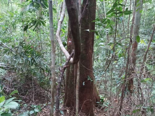 Madang