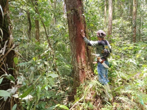 tampasan