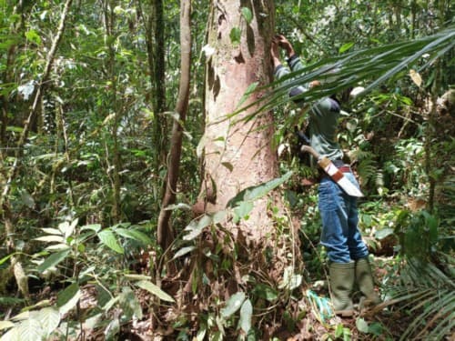 Madang