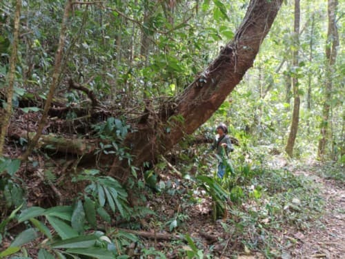Madang