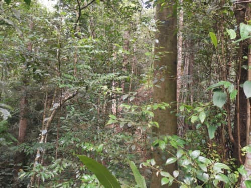 madang kuniang
