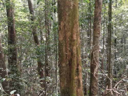 madang kuniang