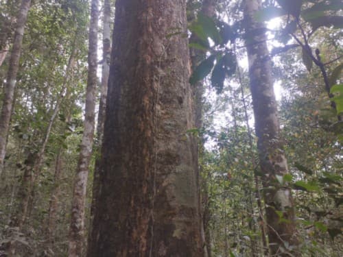 Madang kuniang