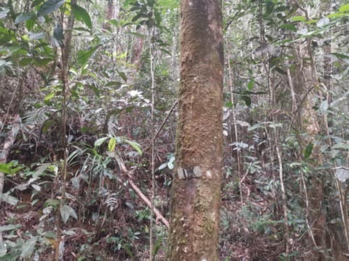 Madang kuniang