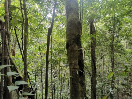 Madang kuniang