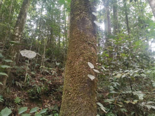 Madang kuniang