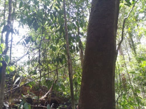 Madang 