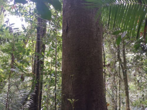 tampasan