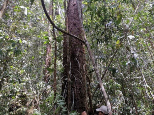 Kayu ambun