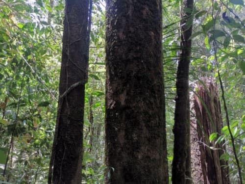 Madang kuniang