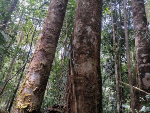 Madang kuniang