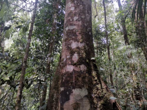 Madang