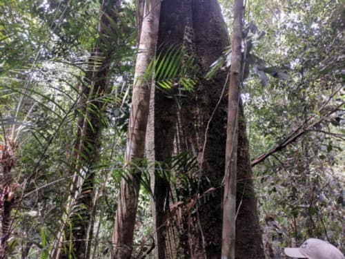 Madang
