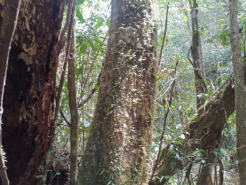 Madang kuniang