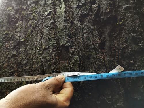 Kayu Marsawah