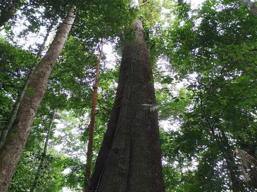 Kayu Nyatu Kasambi