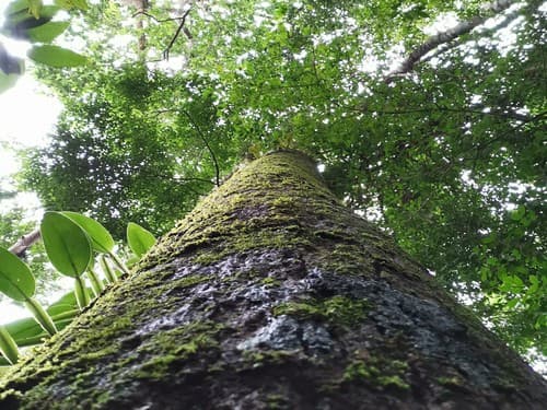 Kayu Modang