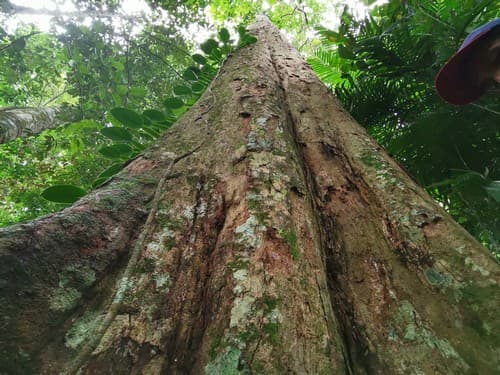 Kayu Kolek