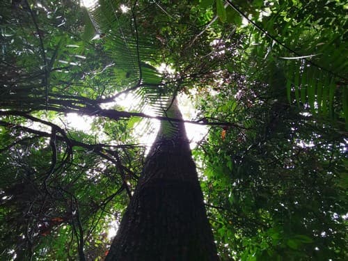 Kayu Merantih