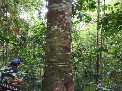 Kayu leboy/pulai