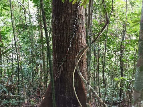 Kayu Damar Putih