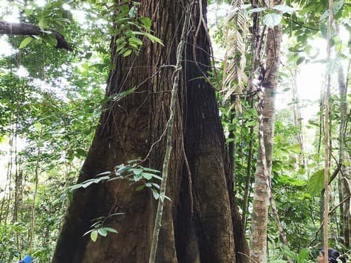 Kayu Damar Putih