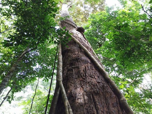 Kayu Banio