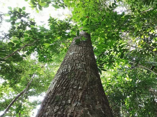 Kayu Damar Putih