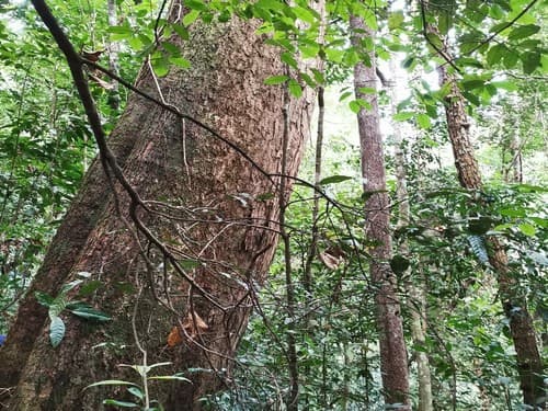 Kayu Merantih