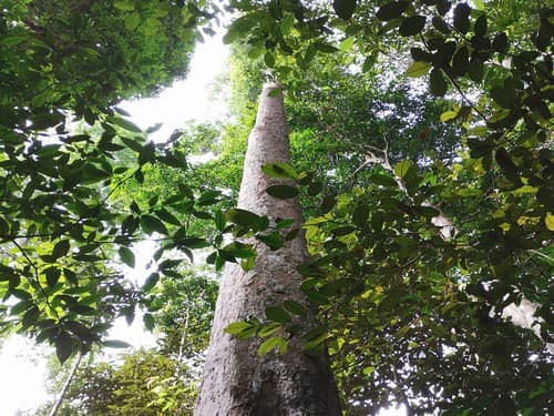 Kayu Kuanji